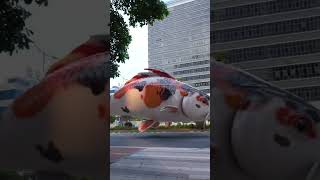 Ever seen goldfish roaming tiktokcreativityprogram ai [upl. by Helas922]