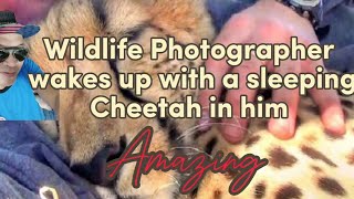 Wildlife Photographer wakes up with a sleeping Cheetah in him animals cheetah news awareness [upl. by Ahc]