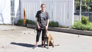 Training Tips for a Belgian Malinois [upl. by Annekcm]