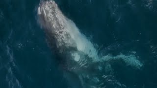 Dive into Majesty A Stunning Encounter with a Breaching Humpback Whale [upl. by Akit139]