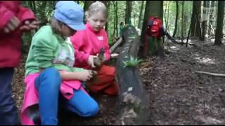 Kinder installieren Kunst im Wald [upl. by Hyacinthie487]