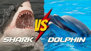 SHARKS VS DOLPHINS  5 JawDropping Differences You Won’t Believe [upl. by Ibot742]