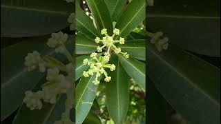 Alstonia scholarisApocynaceae family nature forestflower trending flora forests wildflowers [upl. by Dori919]