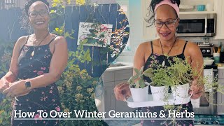 How To Over Winter Plants  2 Ways To Winterize Geraniums Intentional Living [upl. by Avenej861]