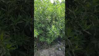 conocarpus flowers gardern plantnursery playstation nursery short youtubeshort [upl. by Wilterdink]