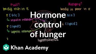 Hormone control of hunger [upl. by Annav260]