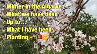 Winter in the Algarve catch up 🌻 what I’ve been planting 🚜🇵🇹🌞 [upl. by Ruthe]