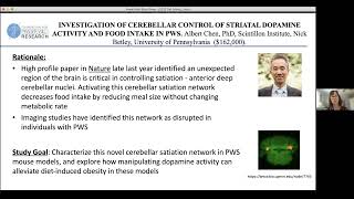 INVESTIGATION OF CEREBELLAR CONTROL OF STRIATAL DOPAMINE ACTIVITY AND FOOD INTAKE IN PWS [upl. by Aerdua]