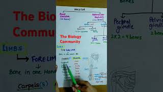 Appendicular Skeleton Part2 skeletonclass11Skeletalsystemneet2025cbseshortsythumanphysiology [upl. by Sievert]