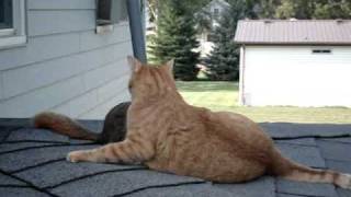 Squirrel playing with family cat [upl. by Ramilahs]