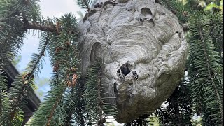 Bald face hornet nest treated with Raid Does Raid wasp and hornet spray work [upl. by Cohin973]