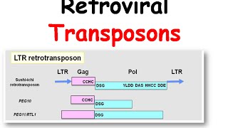 Mechanism of transposition of retroviral transposons [upl. by Bahe]