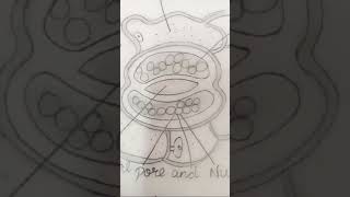 Stomata diagrambiology shorts like subscribe drawing [upl. by Narib]