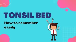 Tonsil Bed  How to remember [upl. by Onibag835]