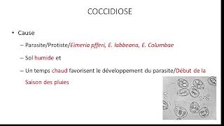 14 COCCIDIOSE [upl. by Arvo323]