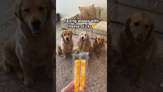 My dogs failed the cheese stick challenge Surprise guest at the end😂🧀 goldenretriever [upl. by Mcdade]