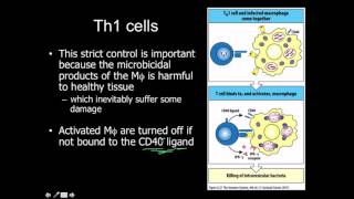 CD4 Classes Th1 Th2 Treg Tfh Th17 [upl. by Shelden]