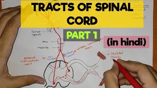 Tracts of Spinal Cord  1  Pyramidal Tracts [upl. by Ppik]