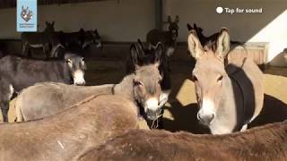 Chorus of donkeys [upl. by Sigrid]