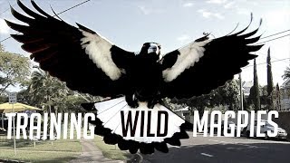 Training Australias Dangerous Magpies [upl. by Nolahs]