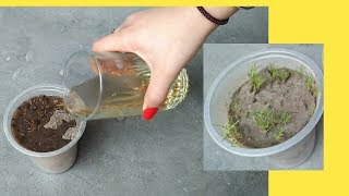 How to grow cumin from seeds grow zeera [upl. by Rhianna]