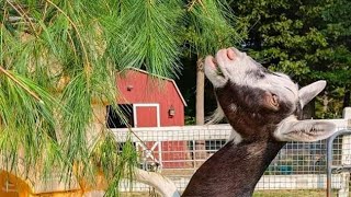 The Goats definitely loved this treat [upl. by Lucienne]