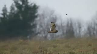 Shorteared Owl flying Dec 2023 [upl. by Mercola]