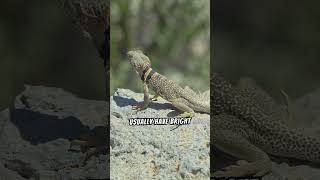 Learn more about Great Basin Collared Lizards blackcollars [upl. by Trepur]