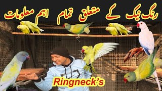 RingNeck Parrots Breeding GuideIndian Ringneck Parrot Complete Basic InformationHindiUrdu [upl. by Aneerhs125]