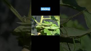 locusts grasshoppers mating Atractomorpha lata 섬서구메뚜기 짝짓기 [upl. by Sirob678]