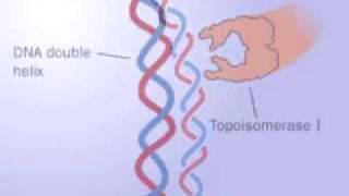 Topoisomerase 1 and 2 [upl. by Eylrac]