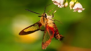 Hummingbird Moth Natures Incredible Mimic [upl. by Eugenius913]