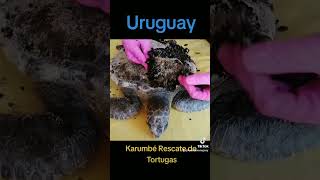 Karumbé 25 años salvando a las tortugas rescatedeanimales tortugasmarinas tortuga [upl. by Marilou]