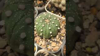 Astrophytum Asterias grow more like squid legs and rensei wannabe cactaceae astrophytum [upl. by Macegan]