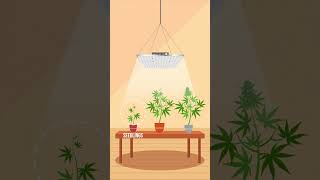 Grow Light Guide Finding the Best Fit for Your Plants [upl. by Nossaj]