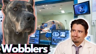 Wobblers Disease in the Dog Dr Dan Explains [upl. by Bac]