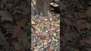 Dryad saddle pheasant back sprung from spores I had spread at a local park [upl. by Lipson328]