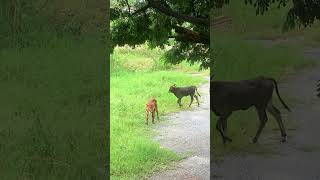 Brahman Calves in Hua Hin Thailand huahin thailand [upl. by Proulx]