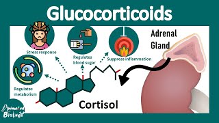 Glucocorticoids  How Glucocorticoids work  Cortisol and its biological function  Physiology [upl. by Aenehs]