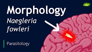 Naegleria fowleri  Morphological features  Parasitology  Basic Science Series [upl. by Lihp996]