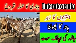 Etv Enterotoxemia disease Attack in goat amp Sheep  Right treatment of Enterotoxemia disease [upl. by Ertha]