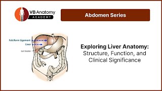 Exploring Liver Anatomy Structure Function and Clinical Significance [upl. by Dlawso630]