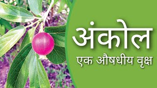 अंकोल एक औषधीय वृक्ष  full information of ankol tree  as knowledge [upl. by Onihc10]