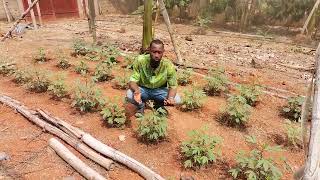 Etetage plantes de folléré oseille de Guinee [upl. by Ydnes]