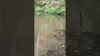 Fishing with a whopper plopper big blow up [upl. by Naahsar]