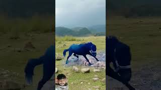 horse fight animals horse cow nature lionfight funny lionworld shorts wildanimals ytshorts [upl. by Kong274]