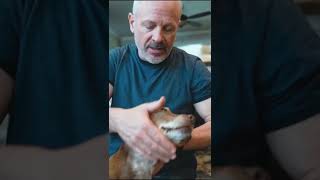 quotGOT ITquot 👍💥  Animal Chiropractor Compilation [upl. by Helyn]