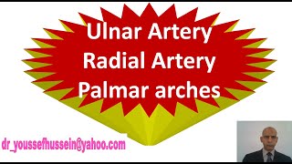 34 Ulnar artery  Radial artery  Superficial palmar arch Deep palmar arch [upl. by Natsyrk383]