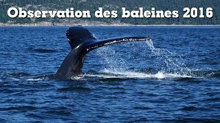 Observation des baleines 2016 [upl. by Esidarap441]