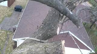 Arboriculture ArboScape  Dorval  Abattage de frêne  Ash removal [upl. by Aneehsar763]